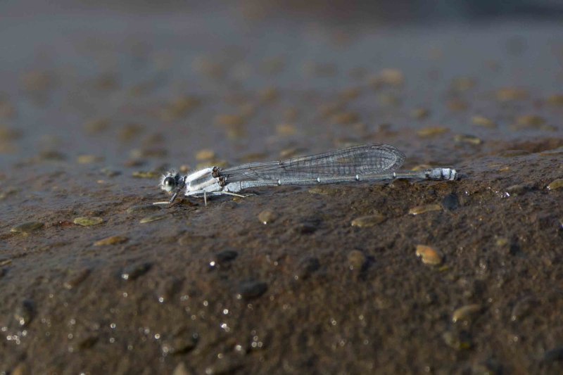 Argia molesta
