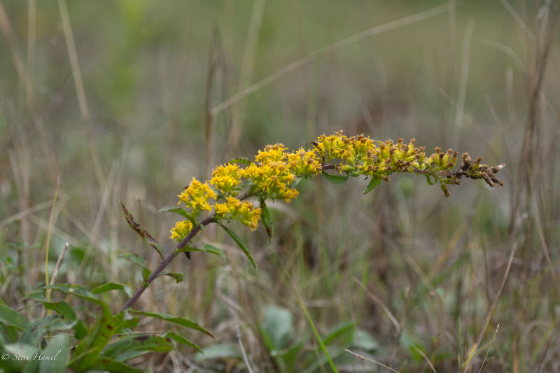 Solidago simplex-4.jpg