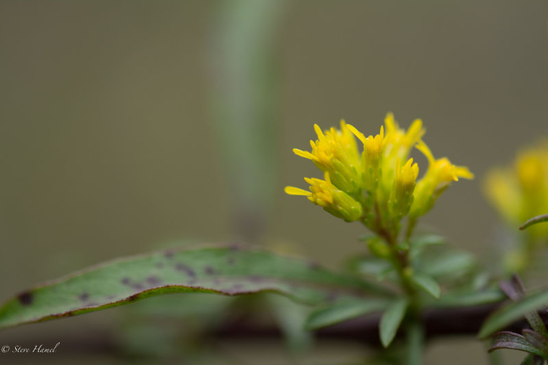 Solidago simplex-12.jpg