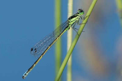 Odonata