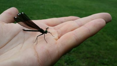 Caloptryx bistr