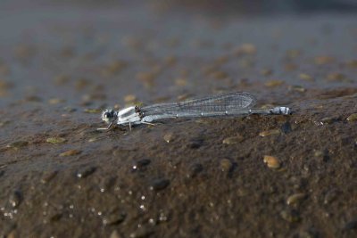 Argia molesta