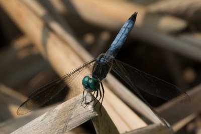 Pachydiplax