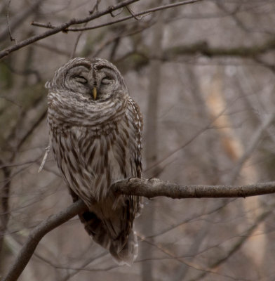 Chouette raye / Barred Owl.jpg