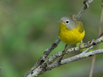 Paruline  joues grises.jpg