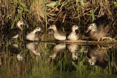 Canard branchu.jpg