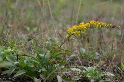 Solidago simplex-3.jpg