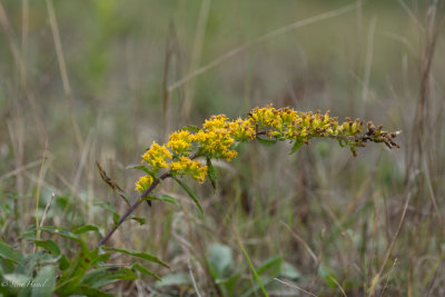 Solidago simplex-4.jpg