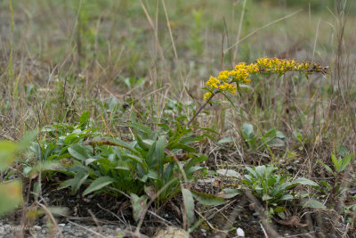 Solidago simplex-5.jpg