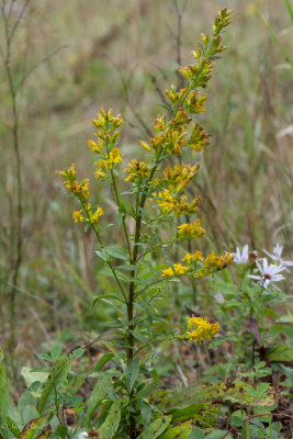 Solidago simplex-6.jpg