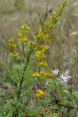 Solidago simplex-7.jpg