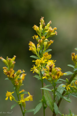 Solidago simplex-8.jpg