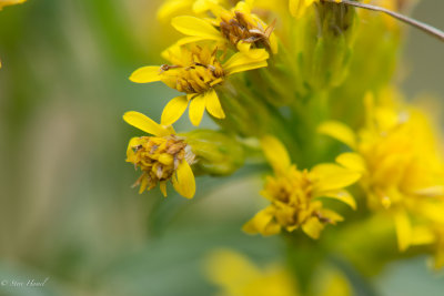 Solidago simplex-10.jpg