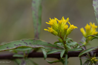 Solidago simplex-11.jpg