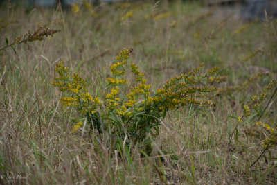Solidago simplex.jpg