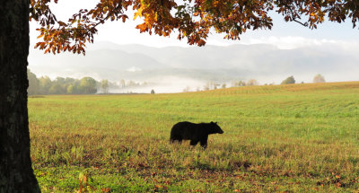 Smoky Mountain Bear
