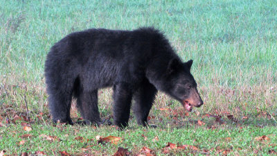 Smoky Mountain Bear 2