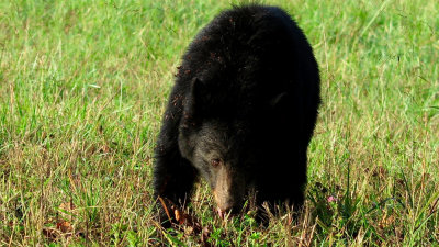 Smoky Mountain Bear 3