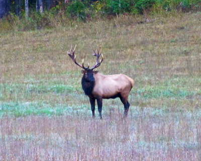 Elk Bull