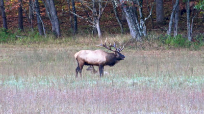 Elk Bull Bugling.jpg