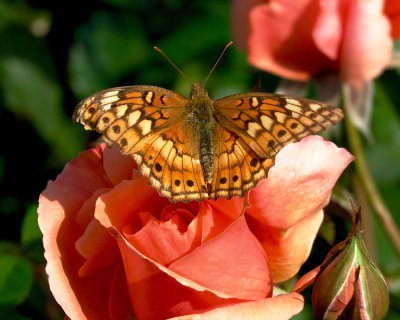 Painted Lady