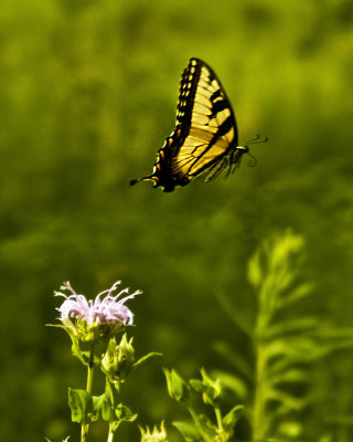 Swallowtail