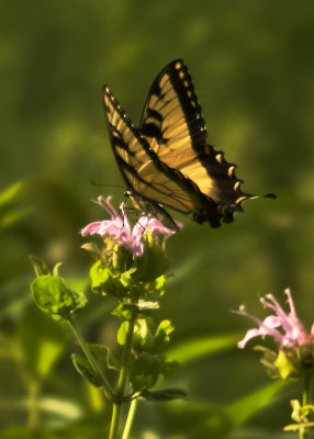 Swallowtail