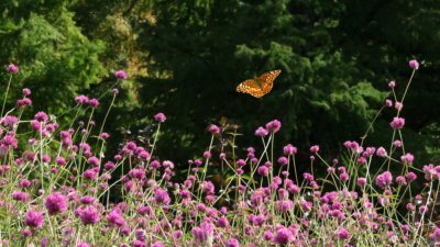 Painted Lady