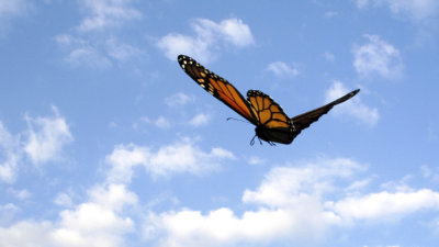 Monarch