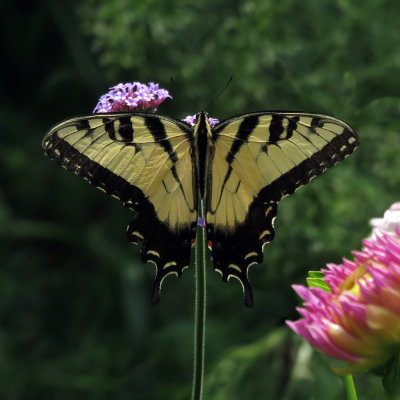 Swallowtail