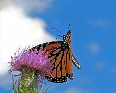 Monarch