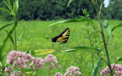 Swallowtail