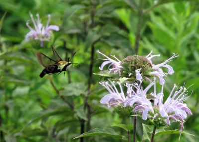 Clearwing Moth