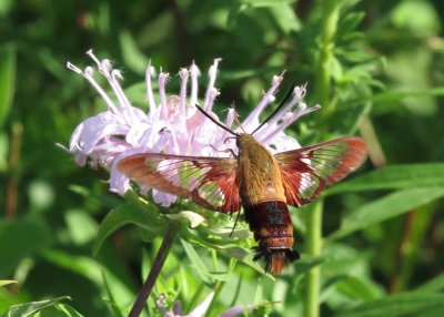 Clearwing Moth