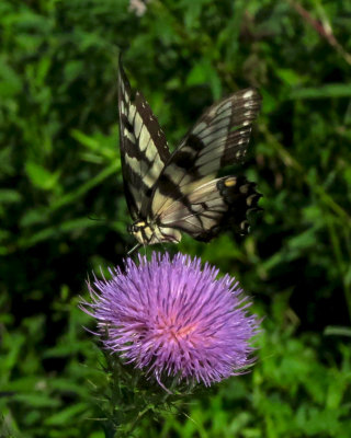 Swallowtail