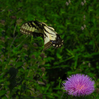Swallowtail