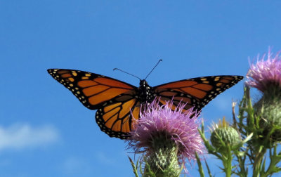 Monarch