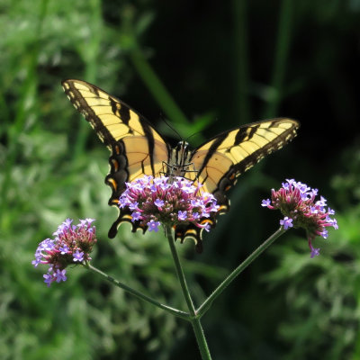Swallowtail