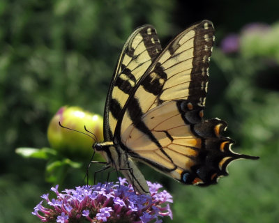 Swallowtail