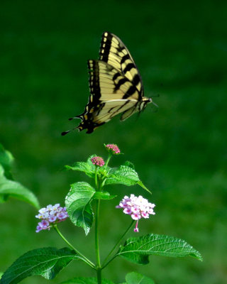 Swallowtail