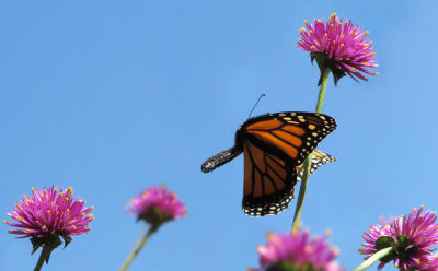 Monarch