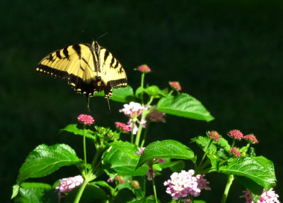 Swallowtail