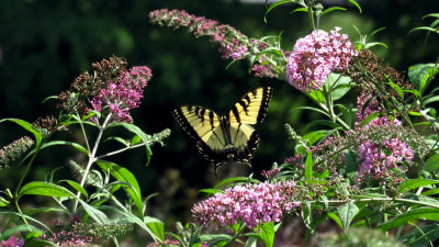 Swallowtail