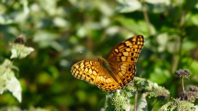 Painted Lady