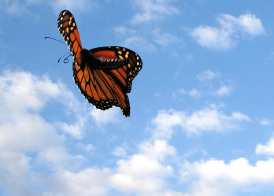 Monarch