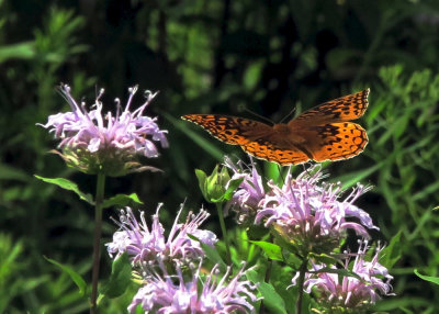 Painted Lady