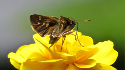 Unidentified