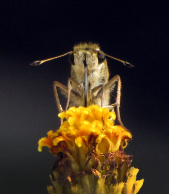 Unidentified