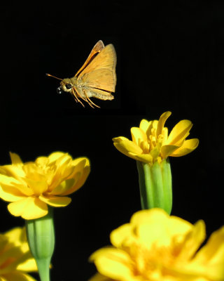 Unidentified