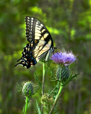 Swallowtail